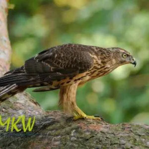 Hniezdny kôš pre myšiaka – Obrázok 3